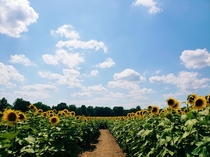 Sunflower field in Paris IL USA 