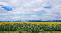 Sunflower fields in Bulgaria x 
