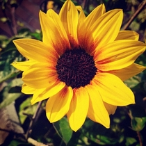 Sunflower from my garden 