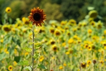 Sunflower Helianthus annuus 