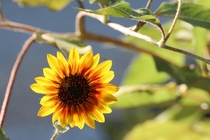 Sunflower - Helianthus annuus