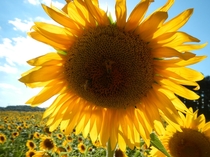 Sunflower Helianthus annuus field in Ohio 