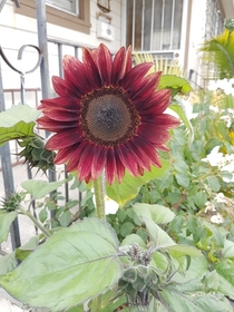 Sunflower Red Courtesan a beauty from my front yard from last year 