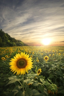 Sunflower Sanctuary in East TN 