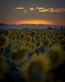 Sunflower Saturday at sunset 