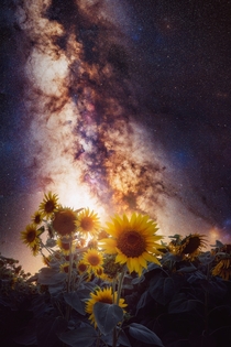 Sunflowers and Stars - Yolo County California 