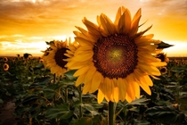 Sunflowers at sunset outside of Denver 