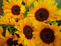 Sunflowers Helianthus annus 