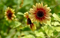 Sunflowers  Helianthus  - From Leu Gardens Orlando Florida