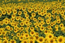 Sunflowers in Germany 