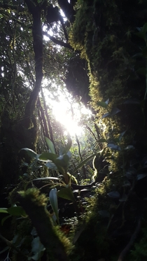 Sunlight in forest Betong Thailand 