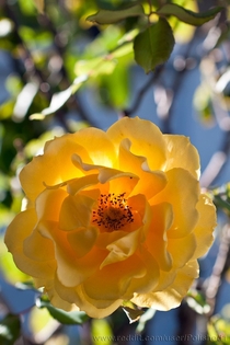 Sunlight Through A Yellow Rose 