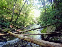 Sunny day along a creek deep in the Pennsylvania woods - Sullivan County PA 