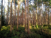Sunny day at Rekyva forest 