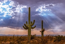 Sunrays Peaking Through Clouds Near Two Saguaro Cactus in North Scottsdale AZ   x  IG swvisionsnow