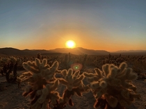 Sunrise at Cholla Cactus Garden Joshua Tree National Park 