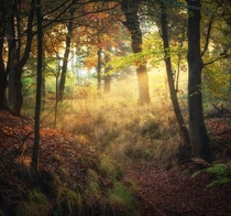 Sunrise in the forest last autumn The Netherlands 