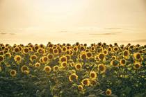 Sunset and sunflowers Vojvodina Serbia 