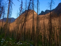 Sunset illuminating burned trees Absaroka Mtns Montana OC 
