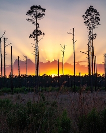 Sunset in Ocala National Forest FL 
