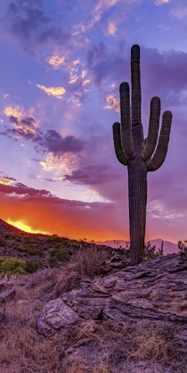 Sunset in Saguaro National Park Arizona 