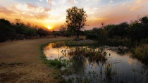 Sunset in the African Bushveld OC x