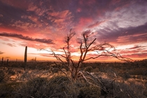 Sunset in the Sonoran Desert Arizona 