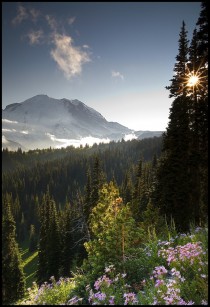Sunset Mt Rainier National Park WA 