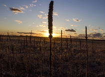 Sunset on a Missouri Prairie