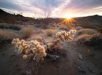 Sunset on the south side of Joshua Tree National Park 