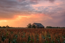 Sunset over a sorghum field in Nebraska by Erik Johnson   x 