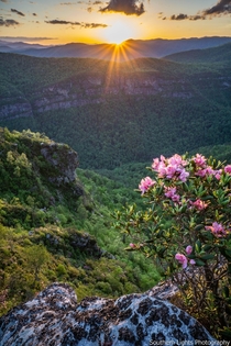 Sunset over rhododendrons from the Linville Gorge in North Carolina 