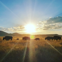 Sunset over the buffalo 