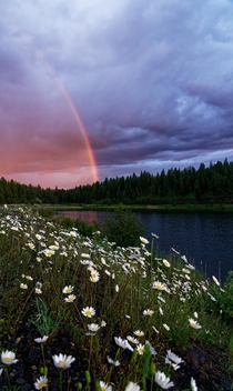 Sunset rainbow dasies and a pond Malheur National Forest Oregon 
