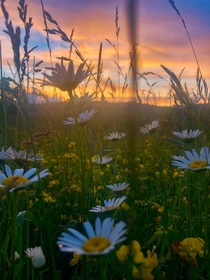 Sunset views through a field of wildflowers Western New York  OC