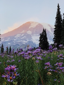 Sunset  Wildflowers on Mt Rainier 