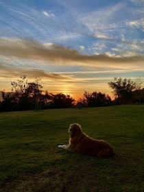 Sunset with Dog in the hills above Los Angeles tonight