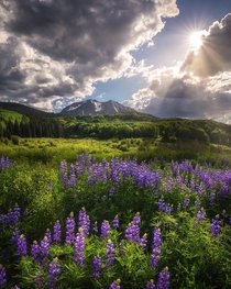 Sunshine and Lupines - Kebler Pass Colorado 