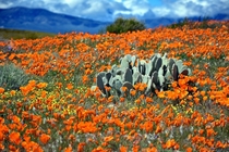 Superbloom  - Antelope Valley CA