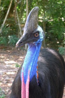 Sure cassowaries are mean BUT theyre basically dinosaurs so its ok 