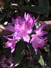 Surely Rhododendron Catawbiense trumps all other wild flowers for glamour Glimpsed the magenta through the woods today and just had to make a detour