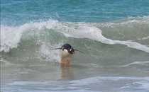 Surfing penguin