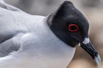 Swallow Tailed Gull nesting