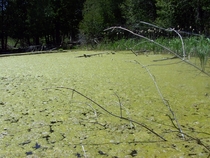 Swamp in Harbor Springs Michigan 
