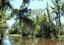 Swamp near Houma Louisiana 