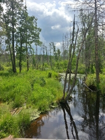 Swamp river Russia 