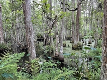Swamp Walk Orlando Florida 