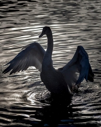 Swan ballet West Park Lake Wolverhampton UK - Immature Swan display