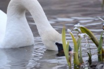 Swan Feeding 
