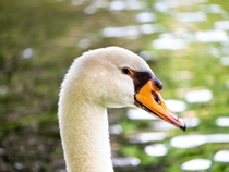 Swan in Boston Common